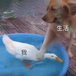 萌宠表情包来袭,快来收图,是谁掐住了我命运的后颈皮
