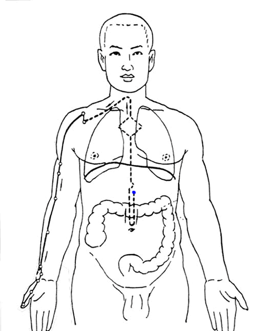 本经循行:本经起自中焦,向下联络大肠,回过来沿着胃的上口贯穿膈肌,入