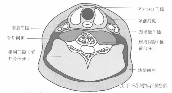 磁共振鼻咽颈部规扫描规范及技术应用一