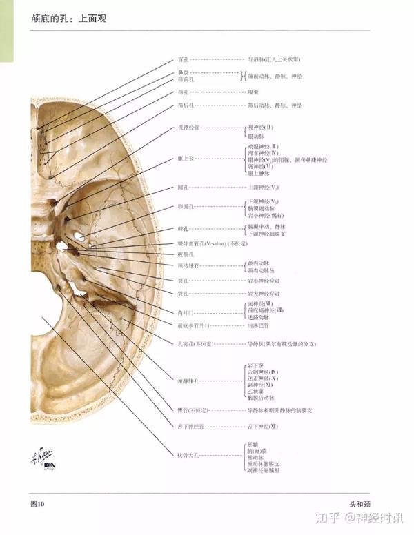 颅底的孔,管及其穿过的结构