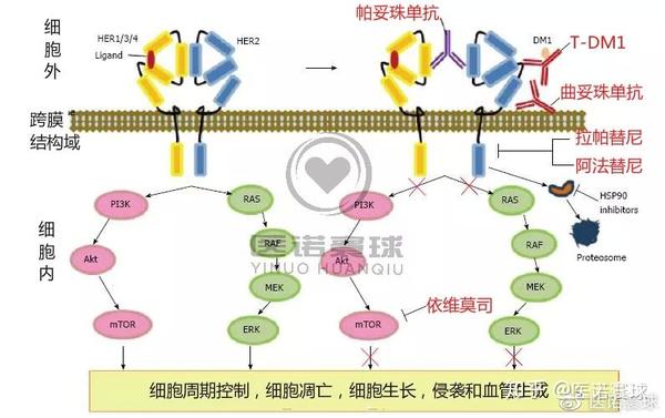 在《乳腺癌系列之一:her家族及赫赛汀(曲妥珠单抗》和《乳腺癌系列之