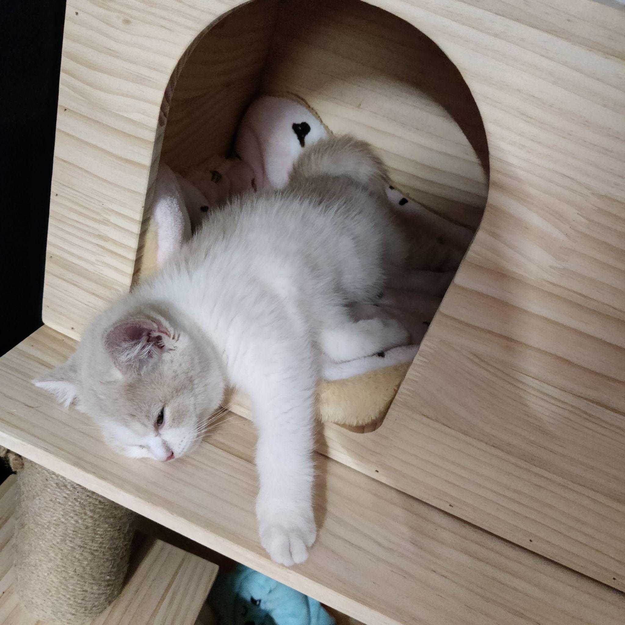 能晒一下你家猫咪慵懒的样子吗