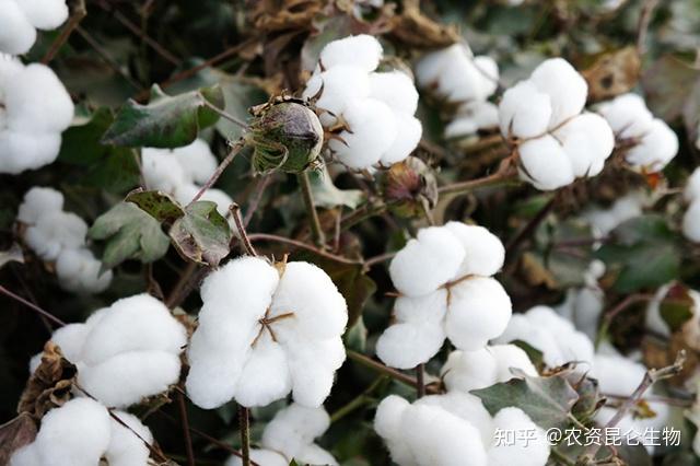 棉花叶子发黄是什么病棉花黄叶死苗烂根的防治棉花重茬根腐用根小子