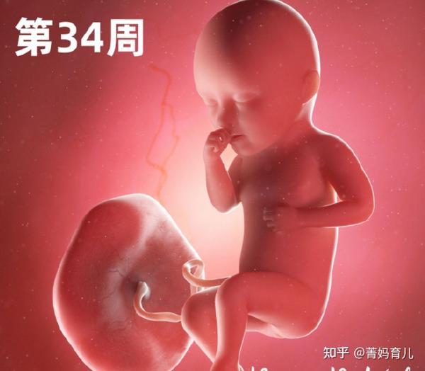 进入了孕晚期,胎儿可能在玩脐带的时候,玩着玩着就把脐带绕在自己的