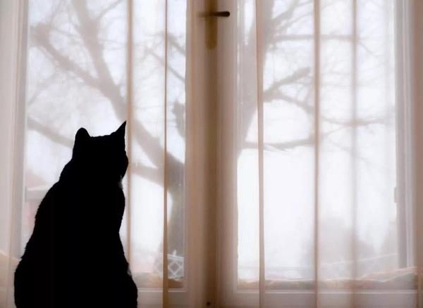 猫总是看着窗外发呆,到底在想啥?