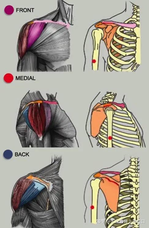 需要记忆的是三角肌在占领整个锁骨 1/3长度的锁骨外侧段的这个比例