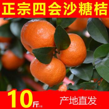 沙糖桔整箱 广东四会沙糖桔 沙糖桔水果10斤