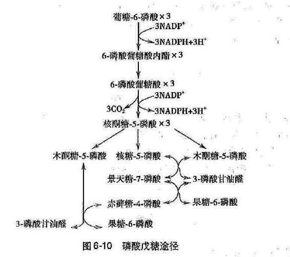 葡糖6磷酸在糖代谢中的地位?