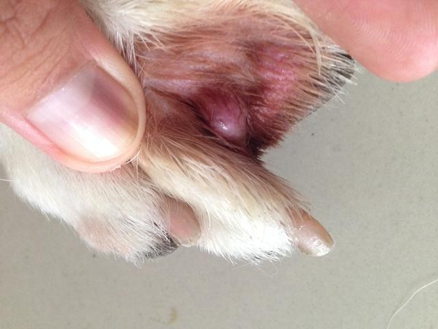 毛囊细菌感染 狗狗就会得趾间炎 较严重的表现为趾间囊肿 趾间囊肿并