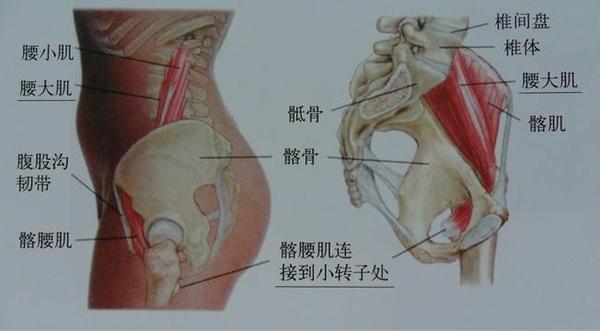 两肌相结合,经腹股沟韧带的深处下至髋关节的前面而止于股骨的小转子.