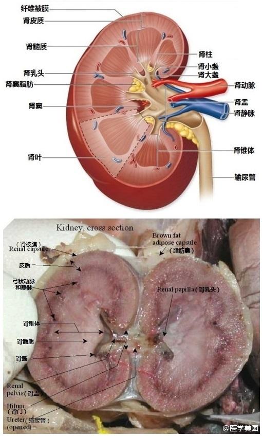 全科医学科医技师 10 人 赞同了该文章 是指在肾脏内出现单个或多个