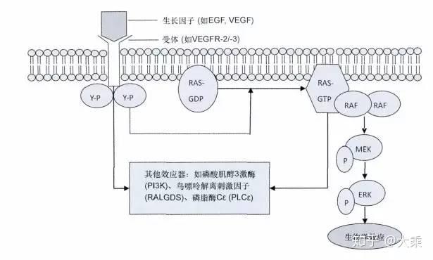 结直肠癌braf3型突变是选择egfr抑制剂还是mek抑制剂