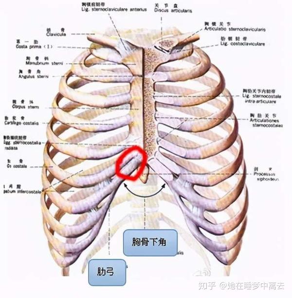 对称,后端与胸椎相关节蓝田医疗,前端仅第1-7肋借软骨与胸骨相连接,称