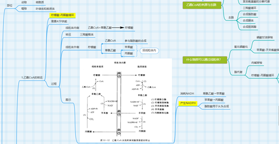 【学长笔记整理——生化思维导图】