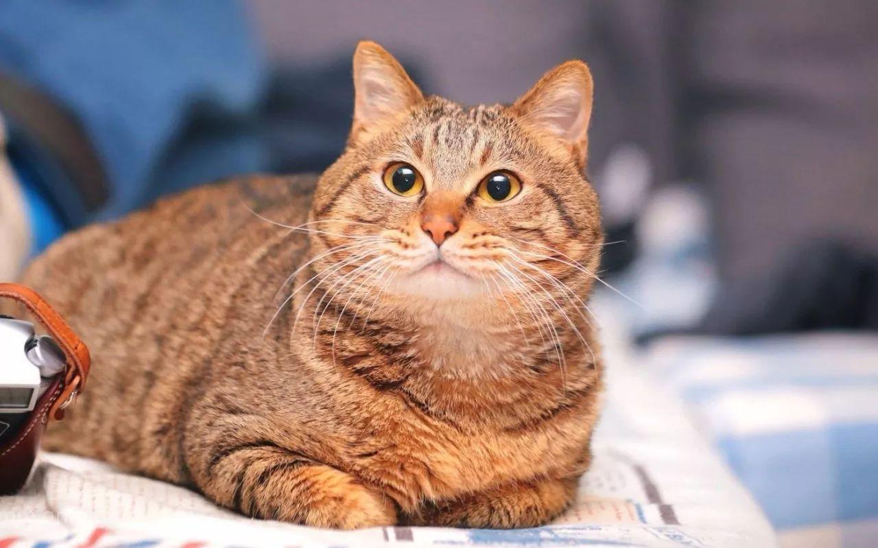 猫咪多大步入老年?如何让猫咪安度晚年?