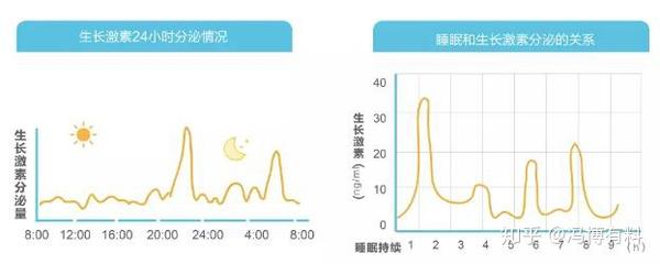 确保11点至凌晨2点之间的睡眠质量,这段时间正好也是生长激素分泌节律