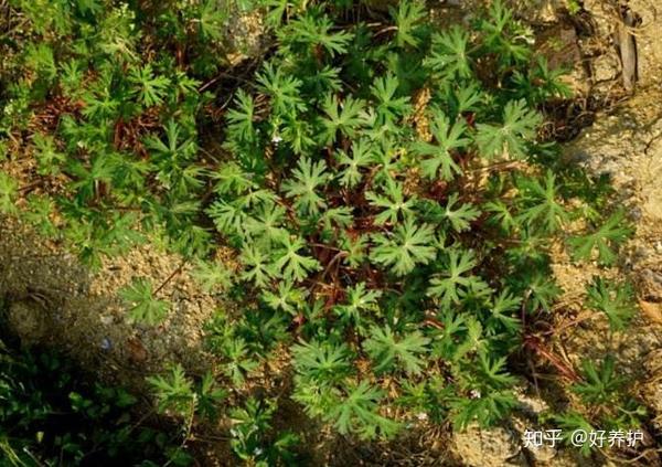 路边的中草药"老鹤草",20年的老风湿有救了!