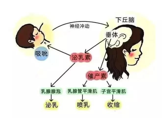 性激素查出泌乳素高,影响怀孕吗?