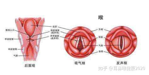 声音嘶哑原来是声带小结在作祟