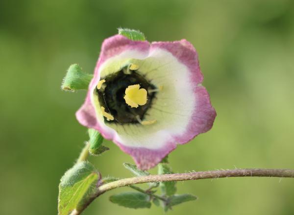 球花党参 codonopsis subglobosa(稻城县)