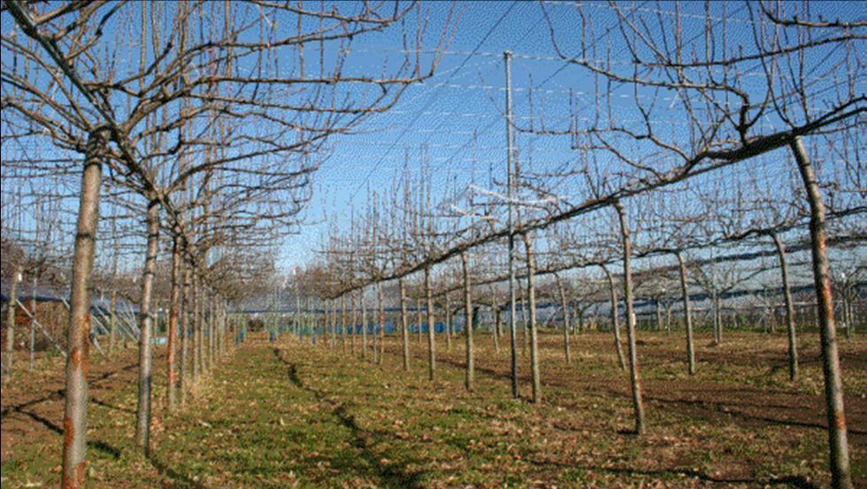 首发于桃梨汉水 聊成正果 自从2000年以来,梨树棚架栽培在我国的推广