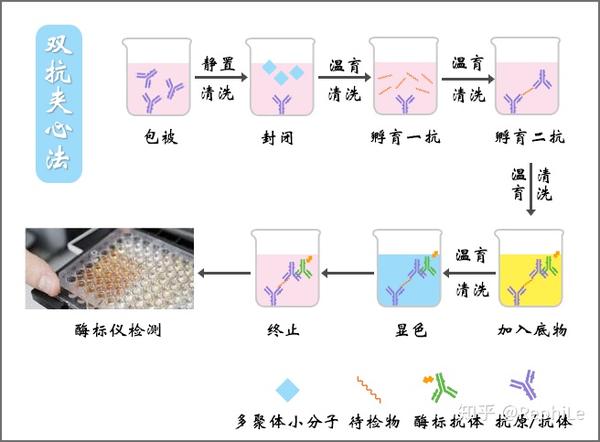 elisa实验步骤