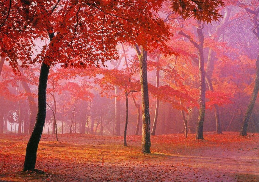 十月到十一月去北京香山公园洗洗眼吧!漫山遍野的红枫叶是拍照圣地