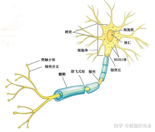 1.7神经细胞体和轴突结构