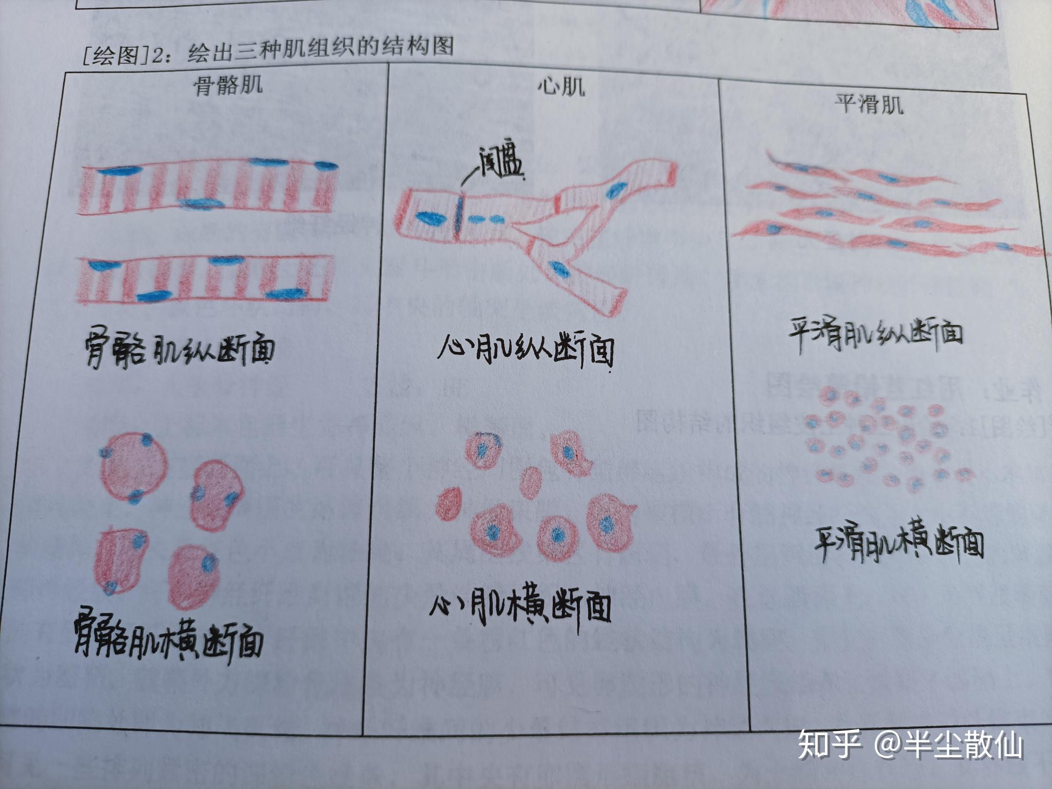 请问平滑肌红蓝铅笔手绘图怎么画