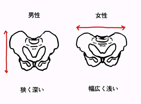 男女生形体画法有什么区别?教你从人体骨骼区分男女的