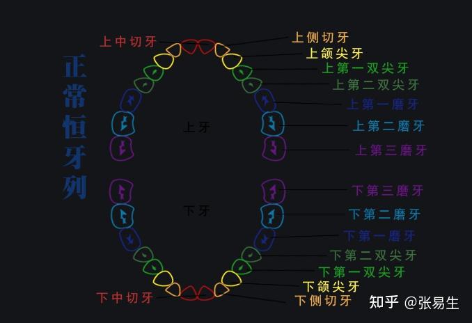 你们有多少颗牙齿啊