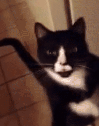 要不要告诉奶牛猫,其实它是一只猫啊?