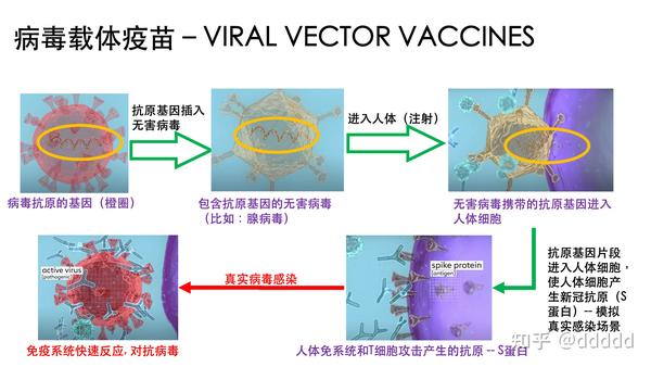 4类新冠covid19疫苗的基本原理和保护率77复必泰mrna疫苗接种体验