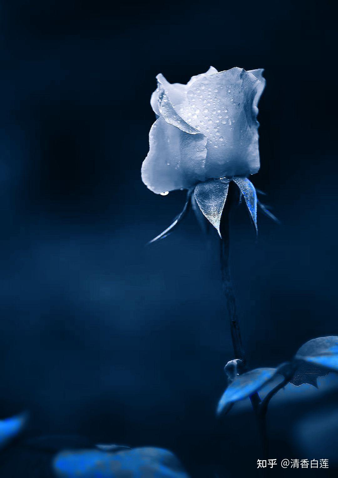 暗色系鲜花壁纸