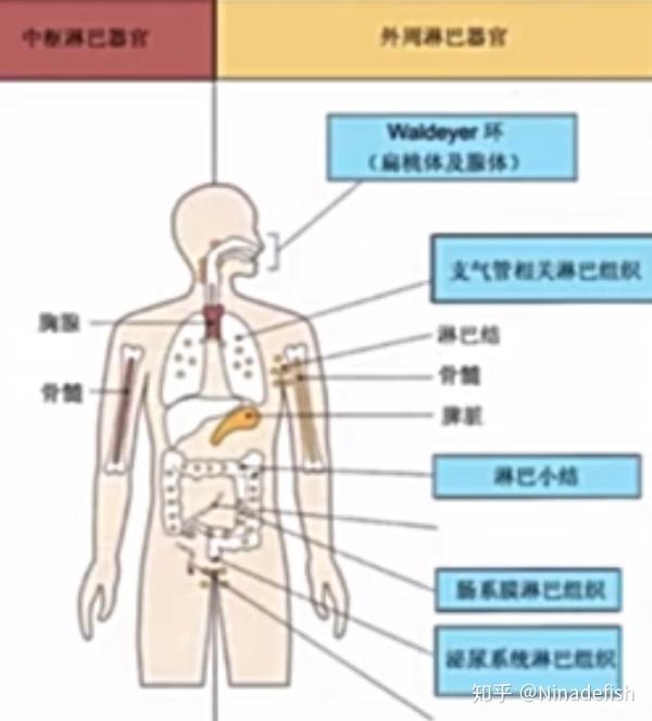 整理:免疫系统(脾,皮肤)