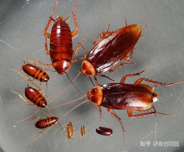 蟑螂的生物学及习性