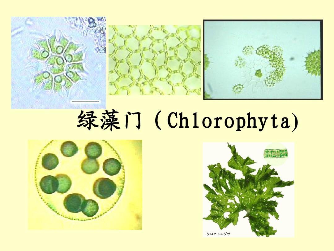 地球生物全系列从单细胞到人类原生生物界绿藻门