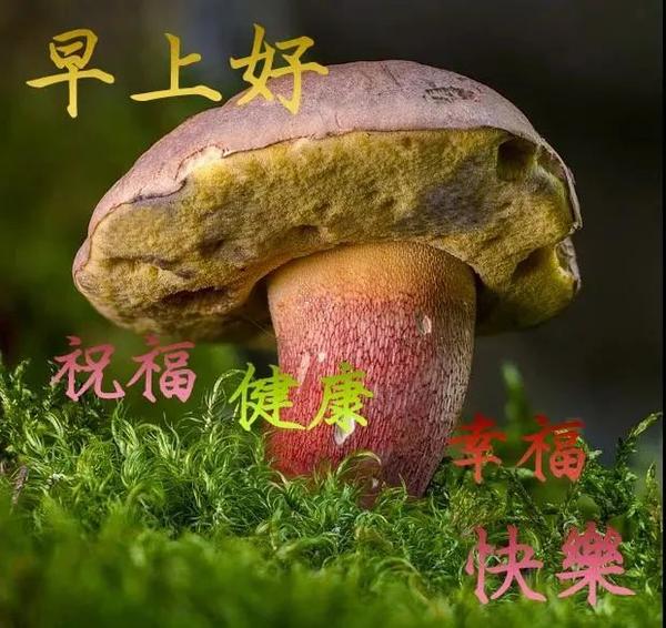 微信清晨早上好温馨问候祝福语动态表情闪动图片早上好