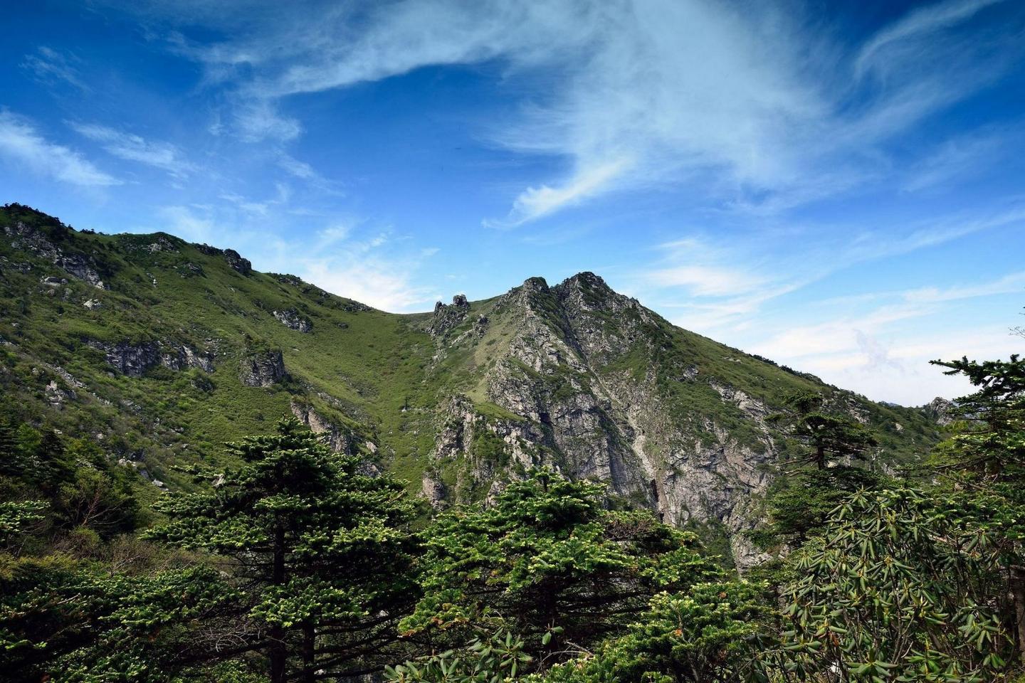 秦岭山地巴山冷杉天然林物种多样性分析二