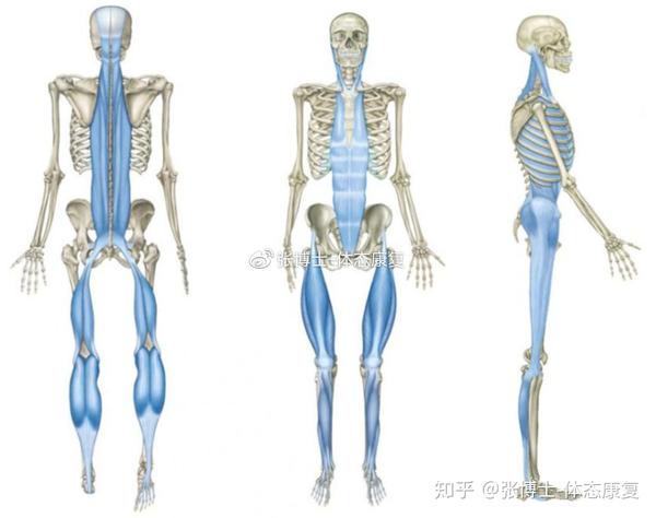 译文分享人体矢状面运动的重置与恢复