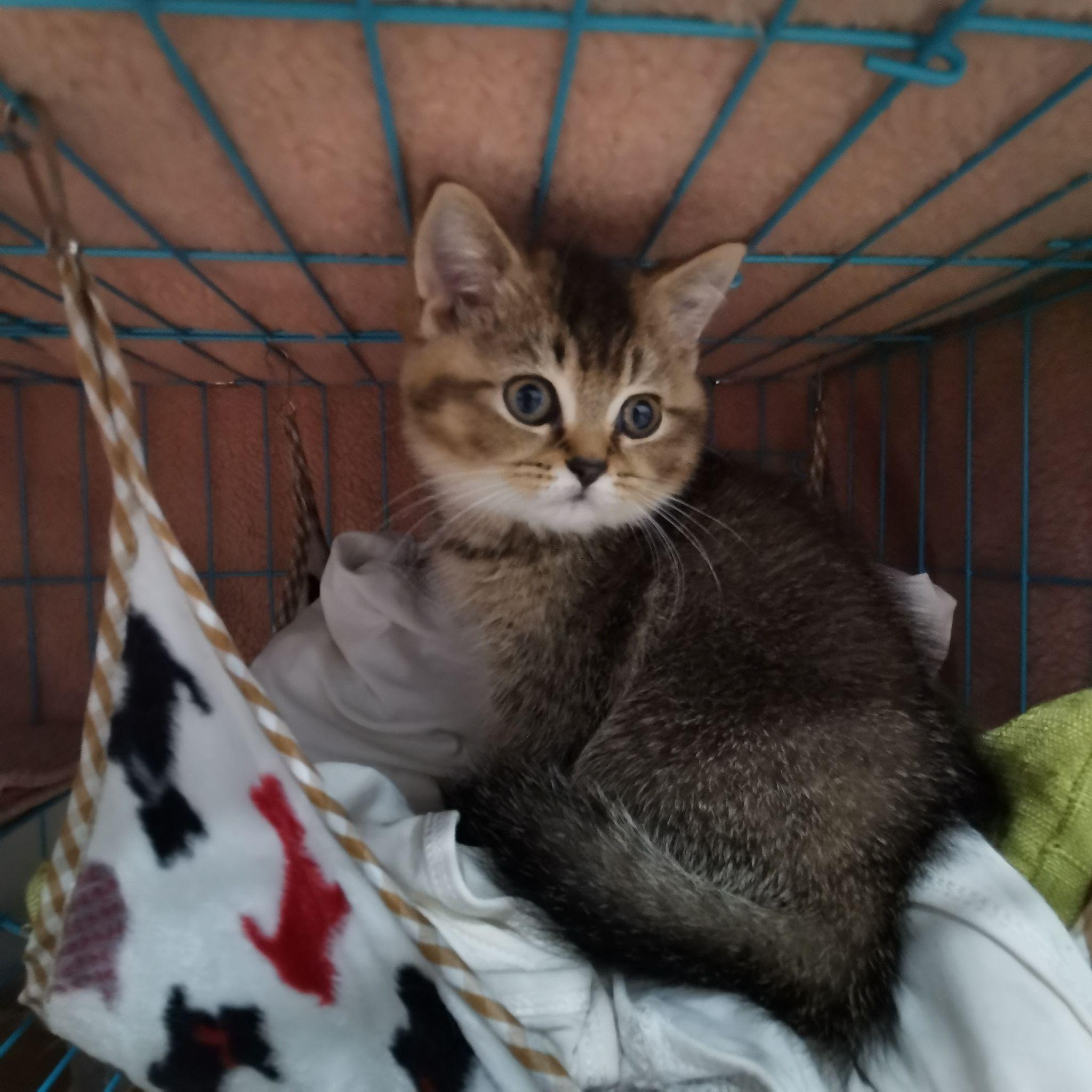 英短蓝猫母跟英短银渐层公配会生出什么花色?
