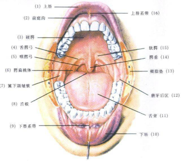 张嘴时像打哈欠(打开牙关,挺起软腭),闭嘴时如啃苹果(松下巴),练习