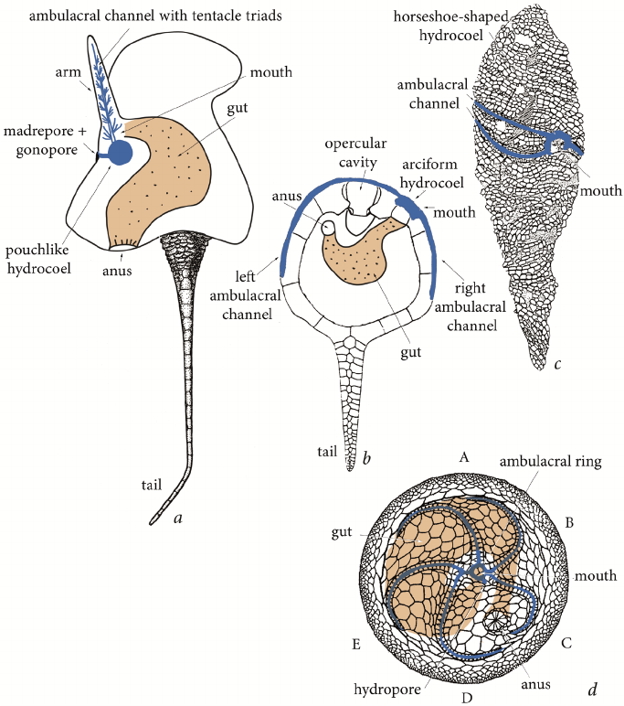 寒武纪早期几类棘皮动物的身体构造,步带环(蓝色)消化道(橙色) a.