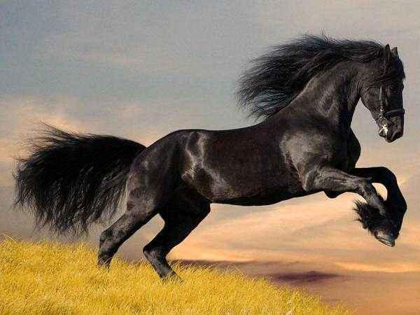 horse 黑色的马= a black horse 因为: dark有"隐秘的,未知的"的意思