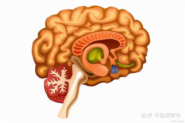 高血压使你的大脑萎缩和老化这里有健康血压的最新定义