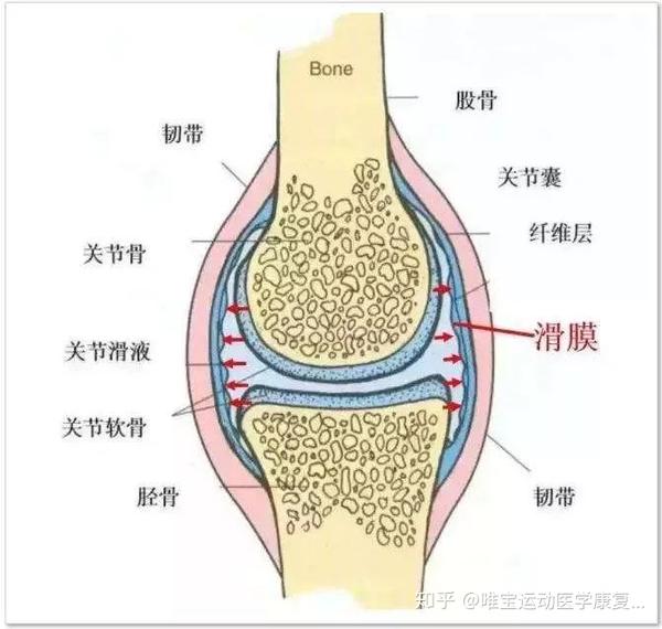 膝关节滑膜炎了解一下,内附自疗方法!