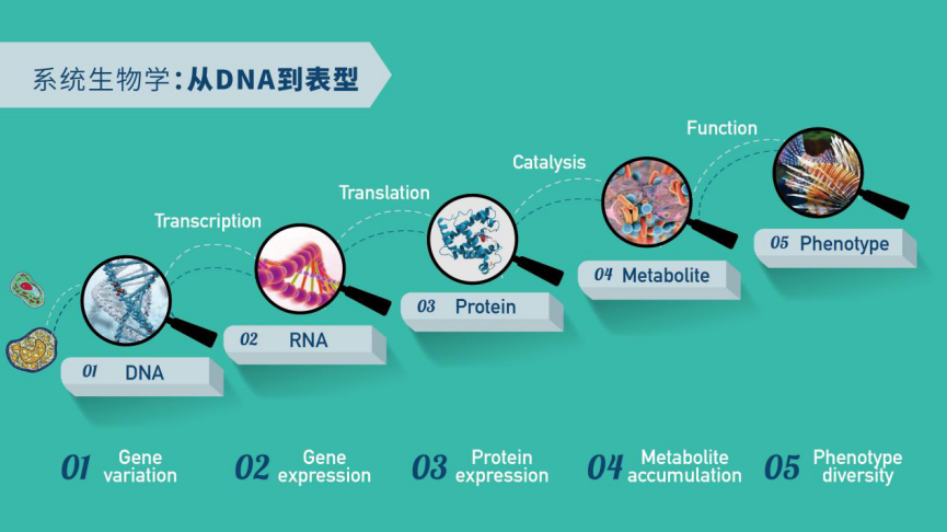pbjpj华中农大85后教授小麦代谢组学研究重大突破