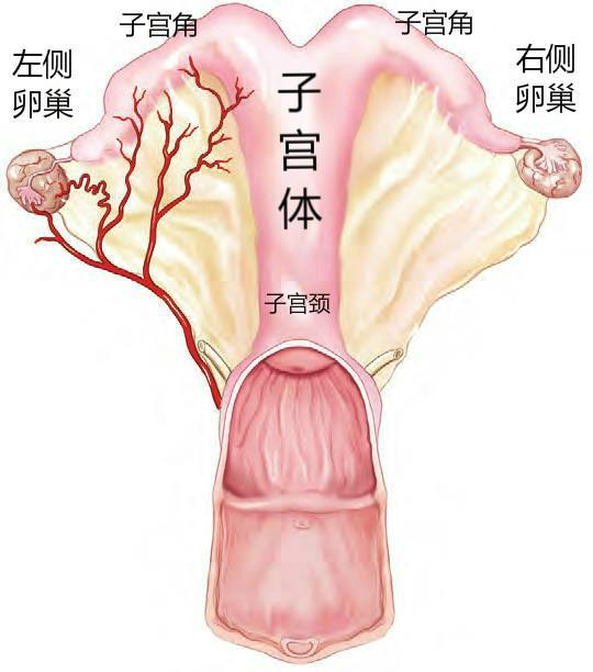 母马怀孕时,子宫长啥样?