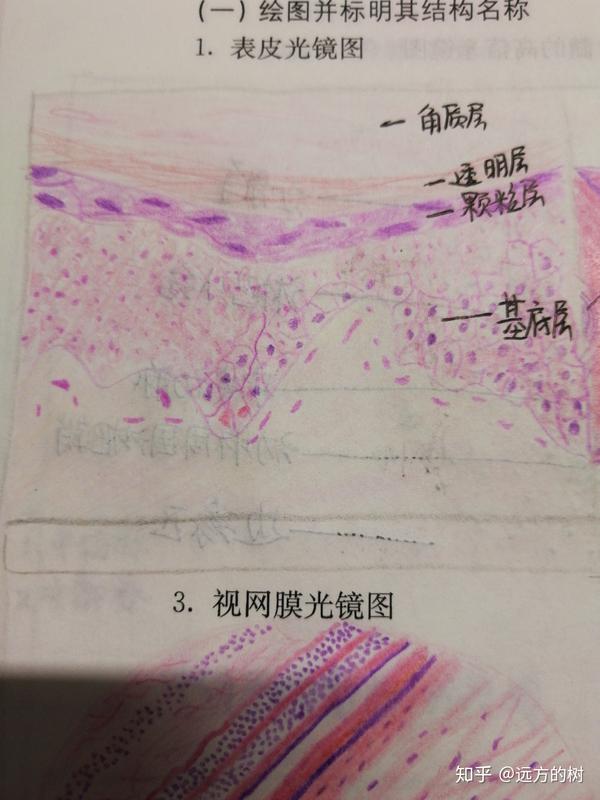 组织学与胚胎学实验手册手绘图