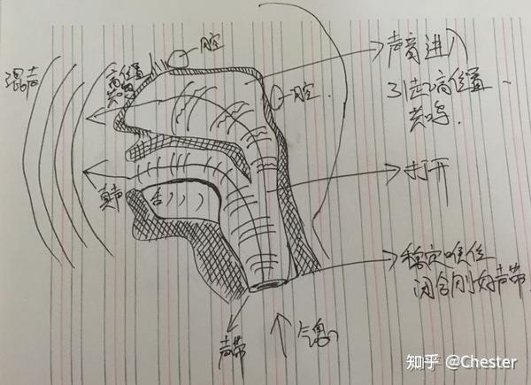 假音(声)的发声原理是怎样的?